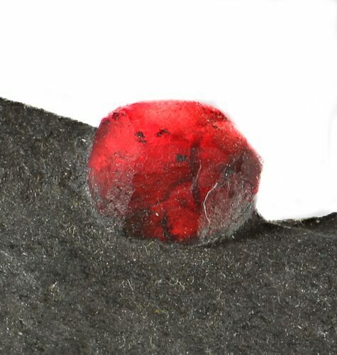 Red Embers Garnet in Graphite - Massachusetts #33325